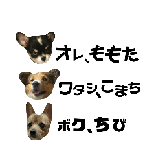 ちび・こまち・ももた【仲間ができたよ！】