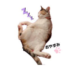 三毛猫LIFEとヨーキーのもこ