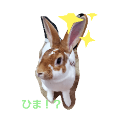 うさぺこのスタンプ