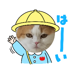 猫　ゆめちゃん