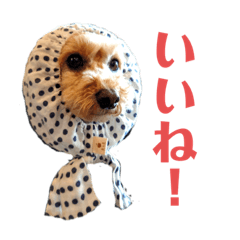 モヒカントイプードルMOKA