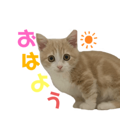 みんなで作るうちの子LINEスタンプ
