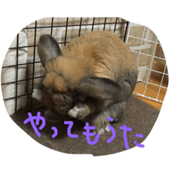 うさぎの不二子 2