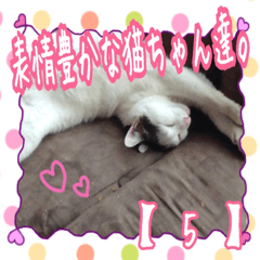 表情豊かな猫ちゃん達。5