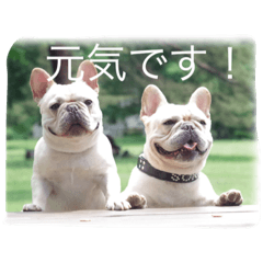 フレンチブルドック空&BOBのつぶやき