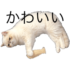 テンちゃんB級スタンプ(実写)