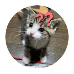 猫犬 ワンニャン