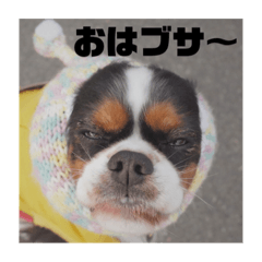 キャバリアのブサミル1