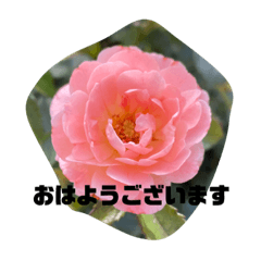 ライトとここちゃんとお花スタンプ