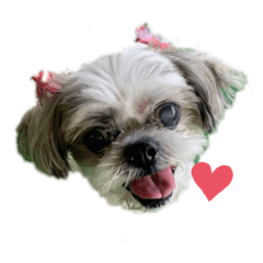 シーズーのミッキー2