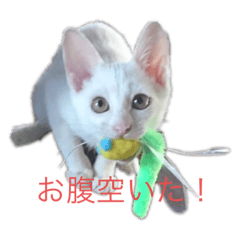 にゃんこルーナ