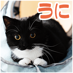 ミヌエットのうにスタンプ