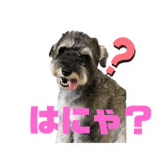 ペーしゃんスタンプ