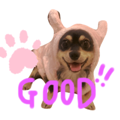 ティオだわん！