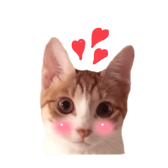 我が家のチャイちゃん