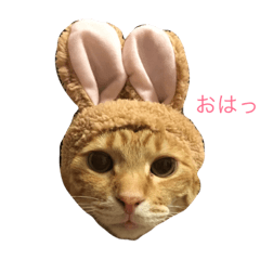 ブチャ夫婦と3兄弟