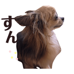 りんちゃんとぷっちちゃん