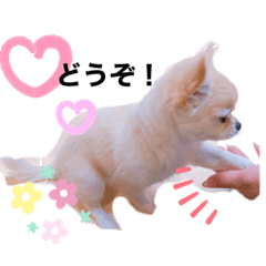 チワワのレオ君の日常です