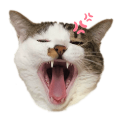 キジ白猫のうずらのスタンプ。