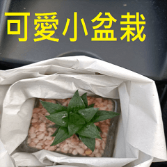 cute little potted plant