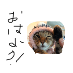 こねこのロロちゃん2