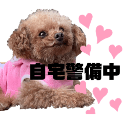 トイプードルのペロやん2