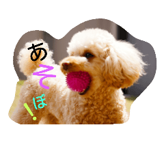 私の愛しのトイプードル