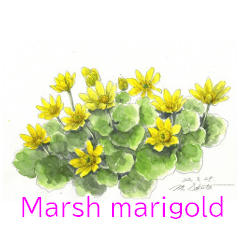 手描きの花達（英語名付）