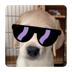 子犬のぽんちゃん