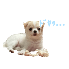 スーパーキュートかいとのスタンプ3