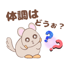 チンチラ　体調はどうですか？