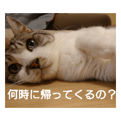 ちゃっぴーのひとこと