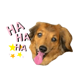 ミニチュアダックス、じゅりのスタンプ