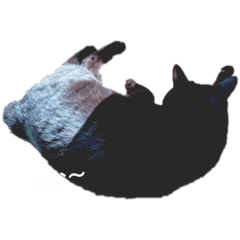 仲の悪い猫たち