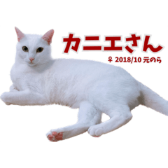 白猫カニエさんの仲間♪♪