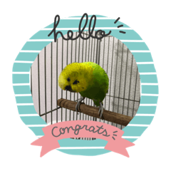 パンジーちゃん（セキセイインコ2歳オス）