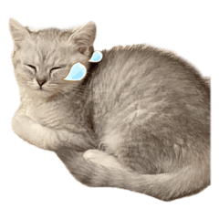 Rocky_20230308175709