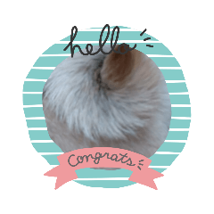 けん529初めてのスタンプ