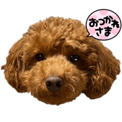 トイプーユラの日常スタンプ☺︎