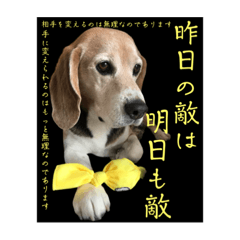 ビーグル犬のかけるさん1
