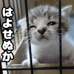 もも姫スタンプ①