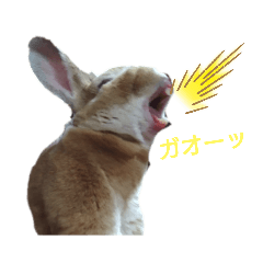 うさぎのモクちゃん