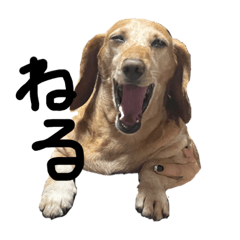 くうちゃんです1