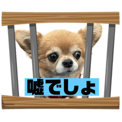 食いしん坊チワワの日常