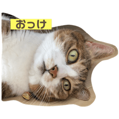 毎日使える！カミンの言葉