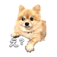 うちのペロやん