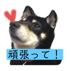 黒柴しょうちゃん