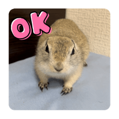 ジリスのマルちゃんの日常で使えるスタンプ