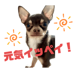 太郎と一平チワワ兄弟スタンプ