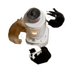 ねこねこねこうちのねこ